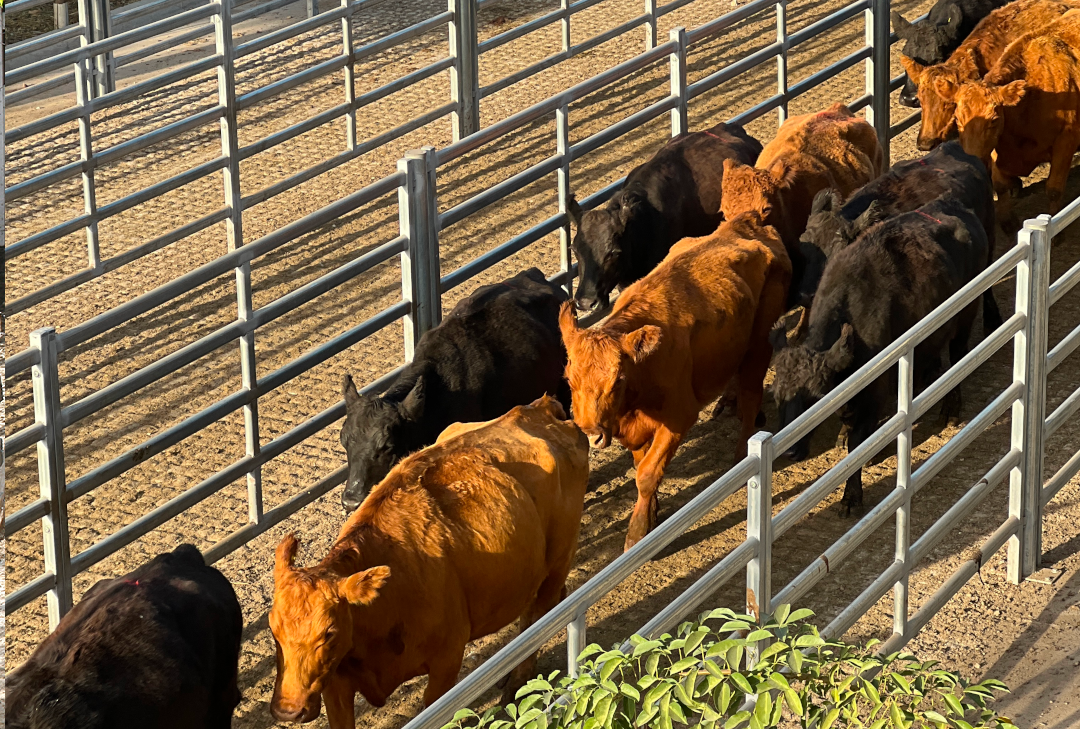 Producción ganadera Don Melitón Agropecuaria SA